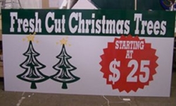 Fresh Cut Christmas Trees